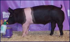 Showtime Sires Winner